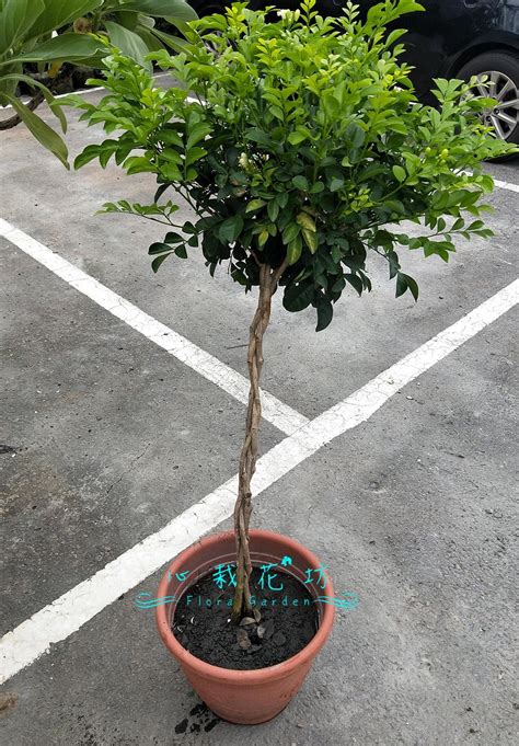 大葉七里香風水|七里香盆栽怎麼養？七里香盆栽的養殖方法